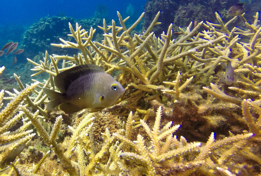 Fish swimming in coral