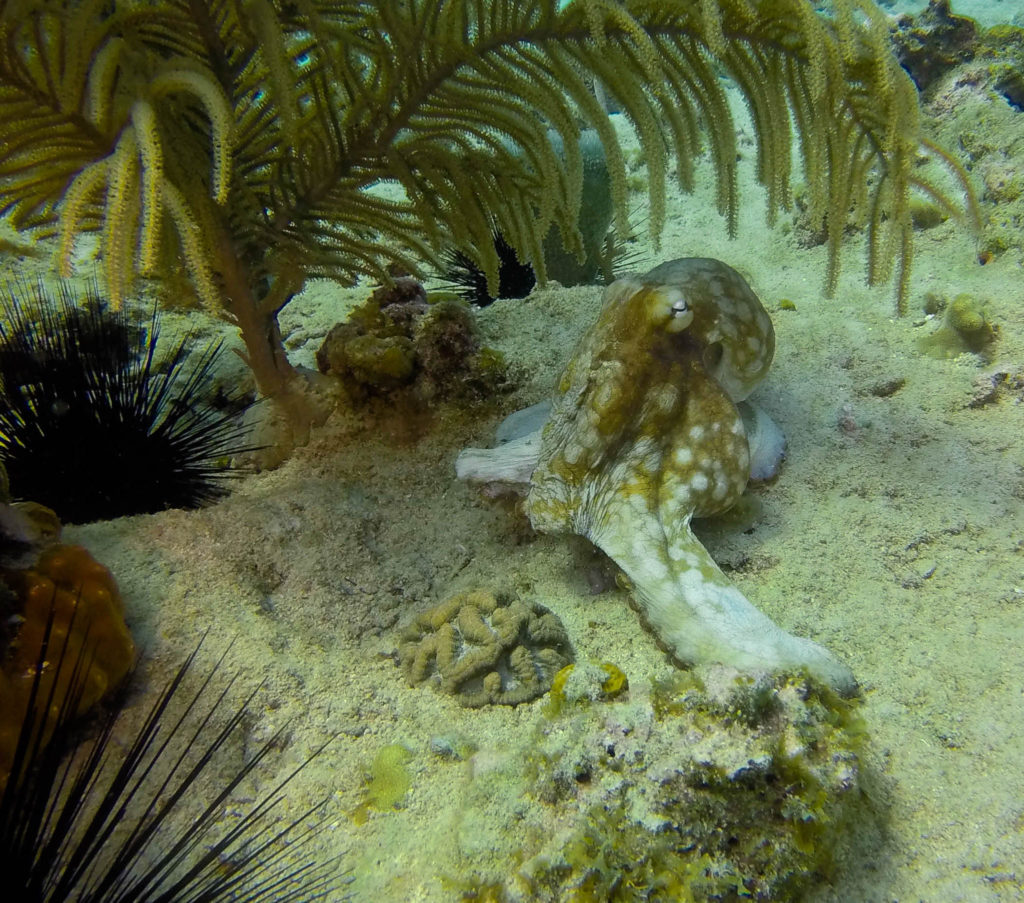 Octopus at Catalina Island