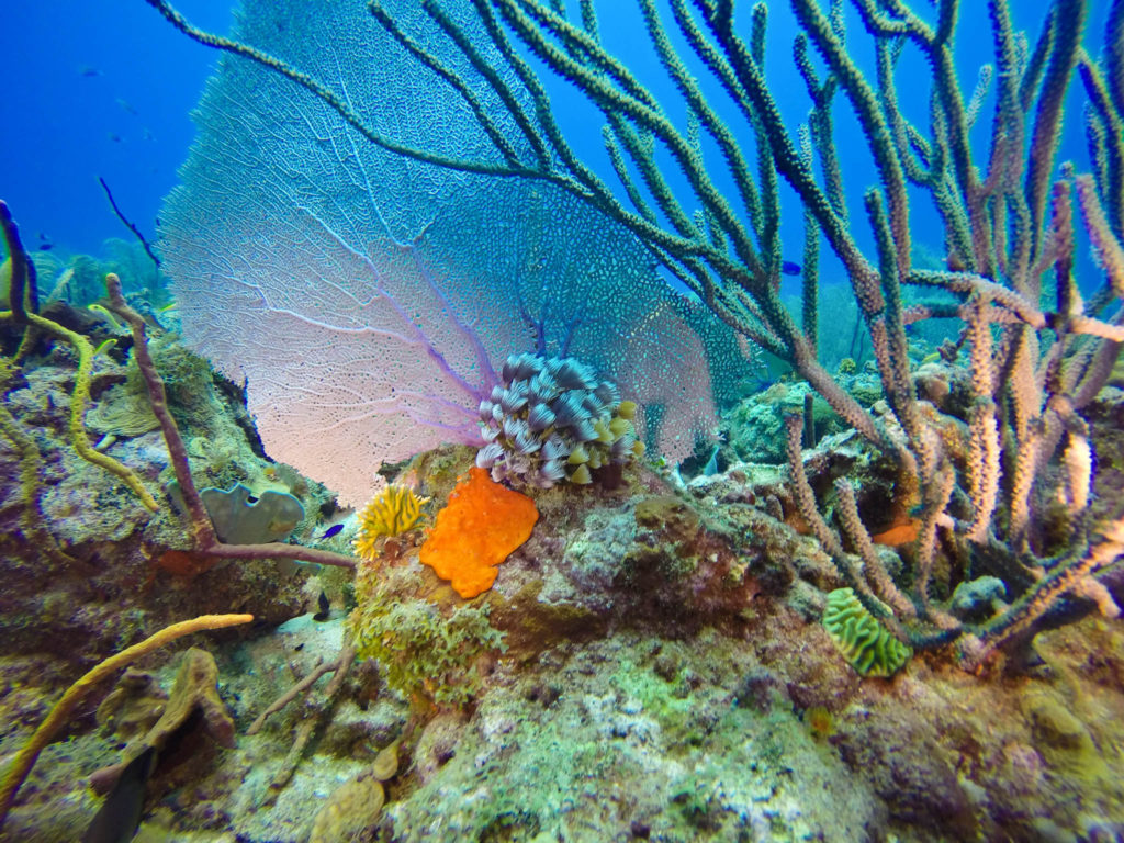 Coral at Catalina Island