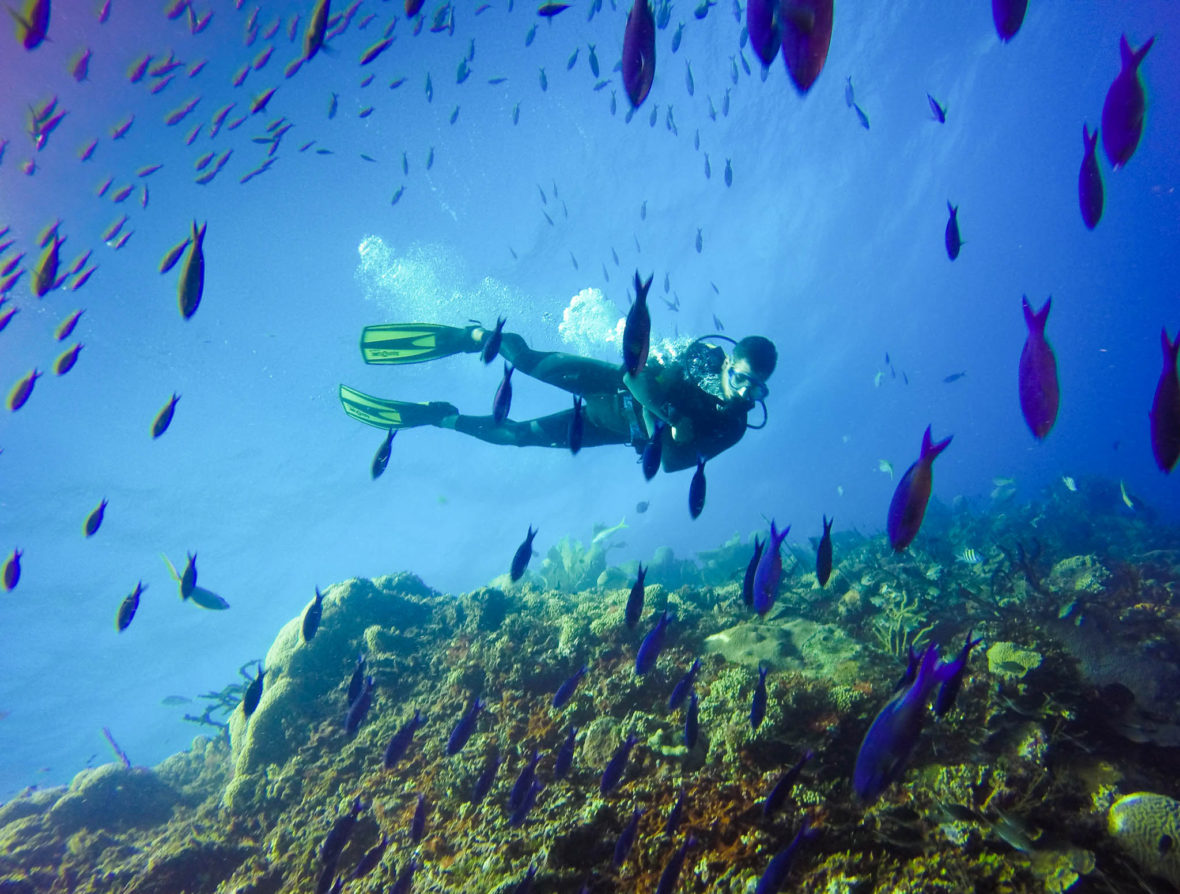 Scuba Diving off Catalina Island