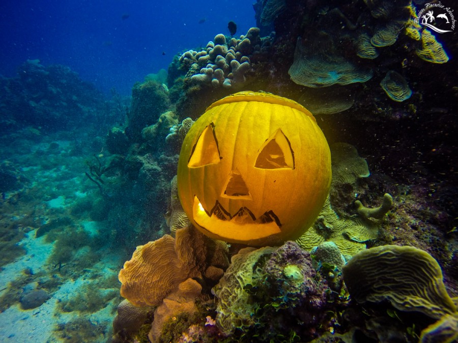 Our Passion Paradise Adventures team pumpkin scuba diving at the Aquarium