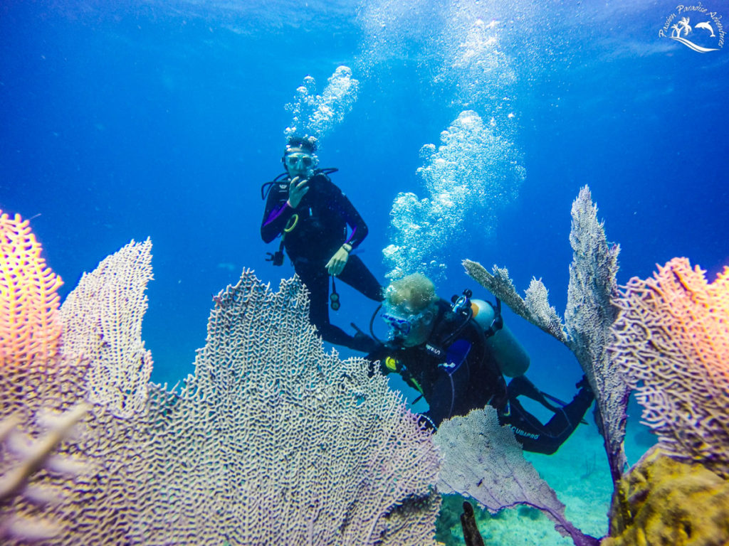 Josh and Erin scuba diving off the Aquarium on the west side of Catalina Island