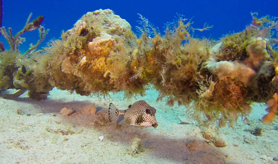 Sea life swimming on ocean floor