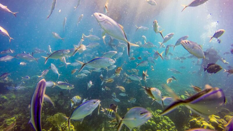 Underwater seascape at Catalina Island