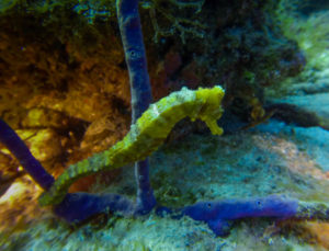 Sea horse at Catalina Island