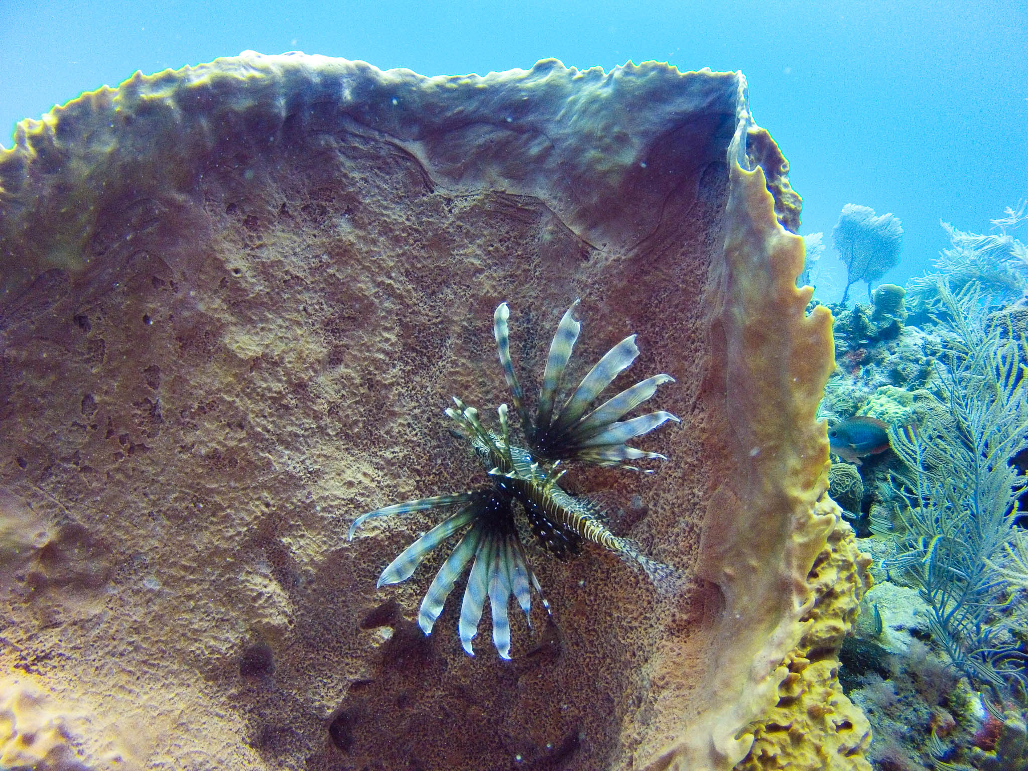 A Lion Fish near Catalina Island