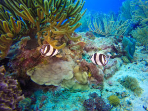 Fish swimming in coral